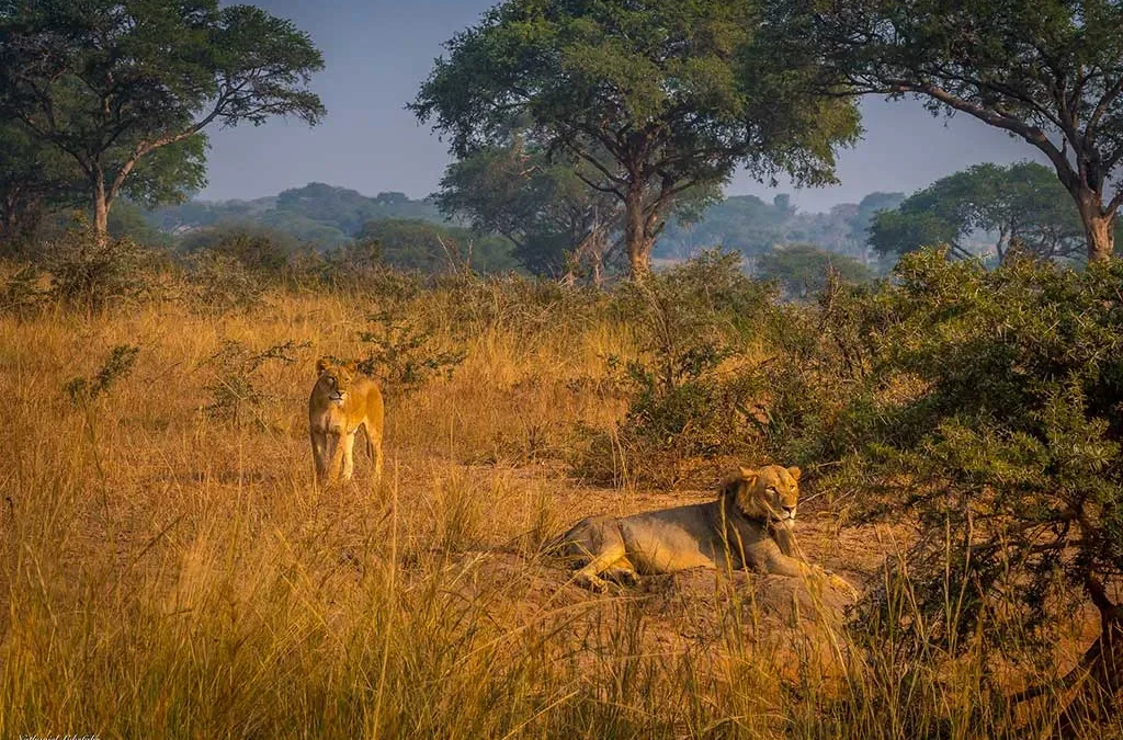 3 Days Big 5 and Game Drive safari