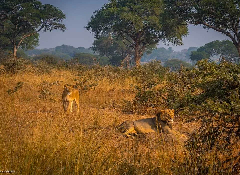 3 Days Big 5 and Game Drive safari