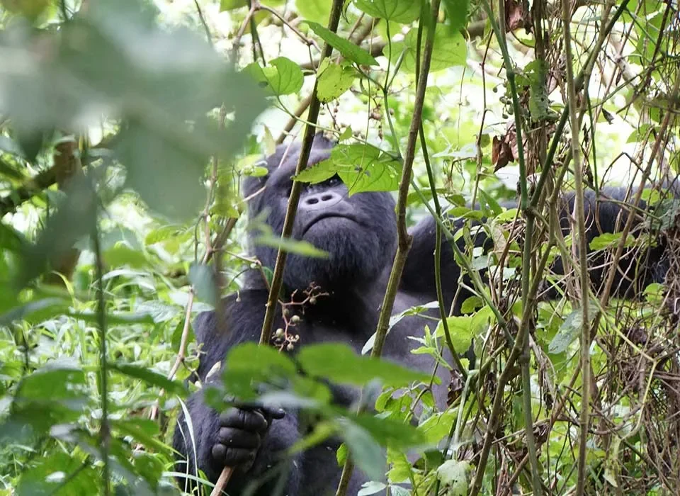 3 Days Gorilla Trekking in Congo