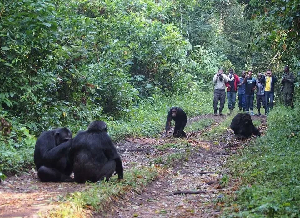 5 Days Gorilla and Chimp Fly-in Safari in Uganda