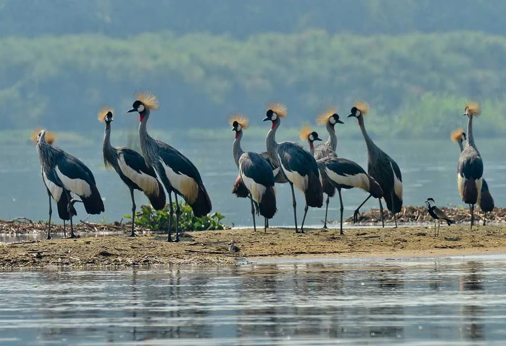 8 Day Uganda Bird Watching & Wildlife Safari