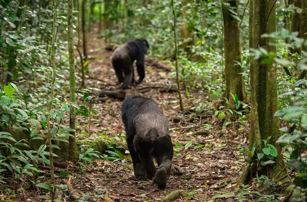 Guided Chimpanzee Tracking & Bird Watching
