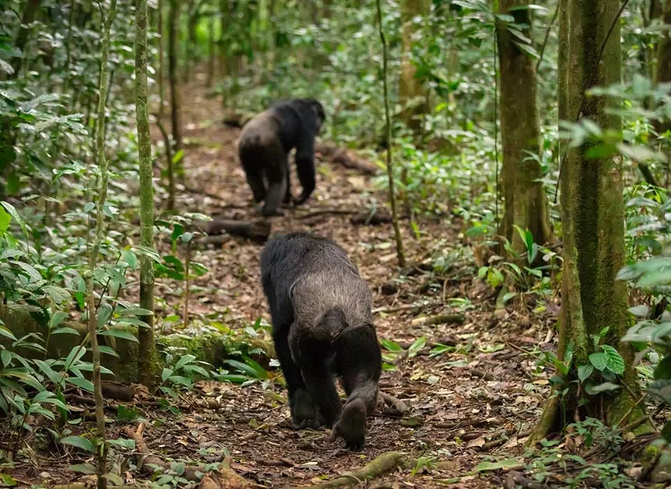 Guided Chimpanzee Tracking & Bird Watching