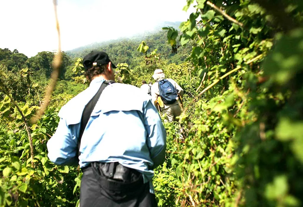 Gorilla-Trekking-Africa