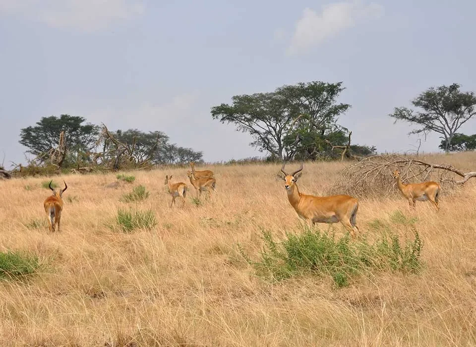 Queen Elizabeth National Park
