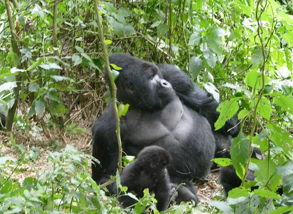 Gorillas-in-Virunga-National-Park