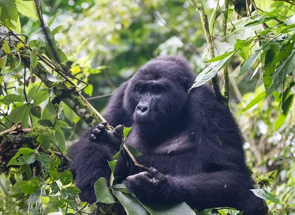 13-Day Adventure DRC Gorilla Encounters, Volcano Hike, and Zanzibar Relaxation