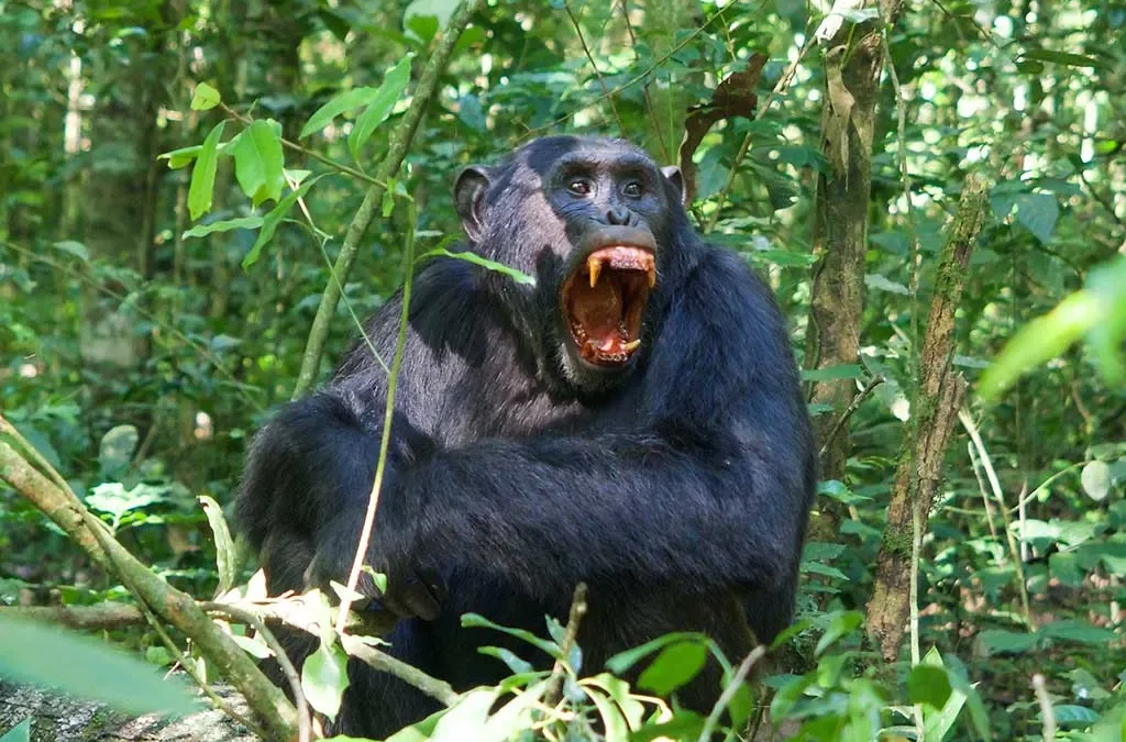 2 Days Rwanda Chimpanzee Trekking Safari