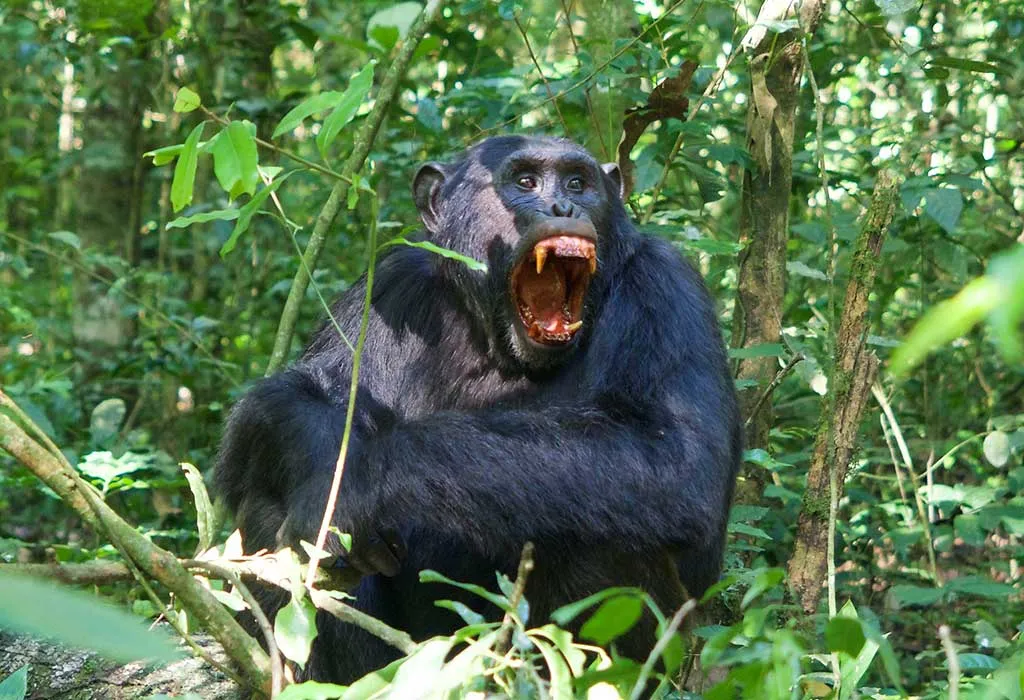 2 Days Rwanda Chimpanzee Trekking Safari
