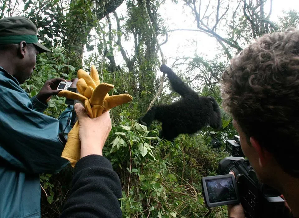 Are the Mountain Gorilla Safaris in East Africa safe