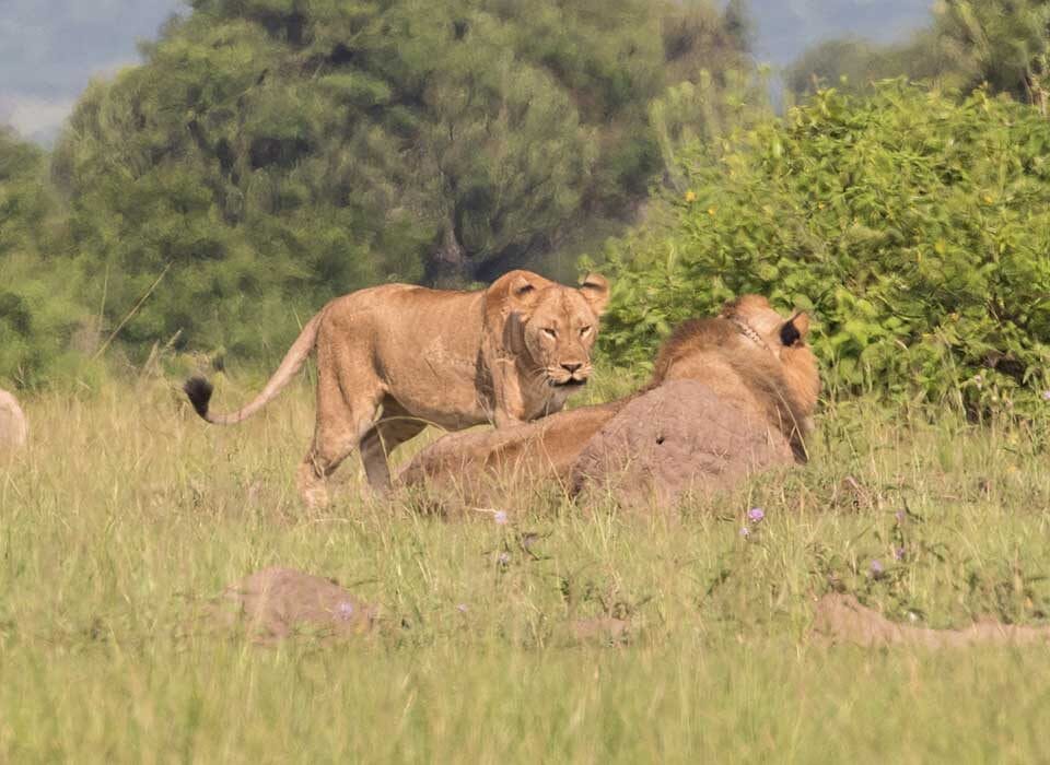 Big 5 Photography Safaris in Murchison Falls National Park