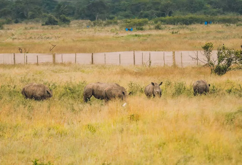 Marvel at Africa’s Big Five at Akagera National Park