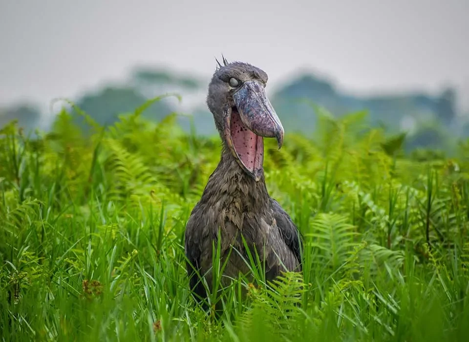 Birding in Uganda Top Birdwatching- Spots and Bird Species