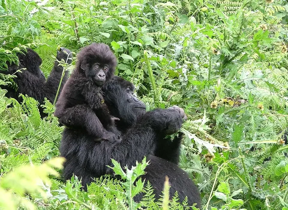 Booking Gorilla Permits for Volcanoes National park in Rwanda during high season