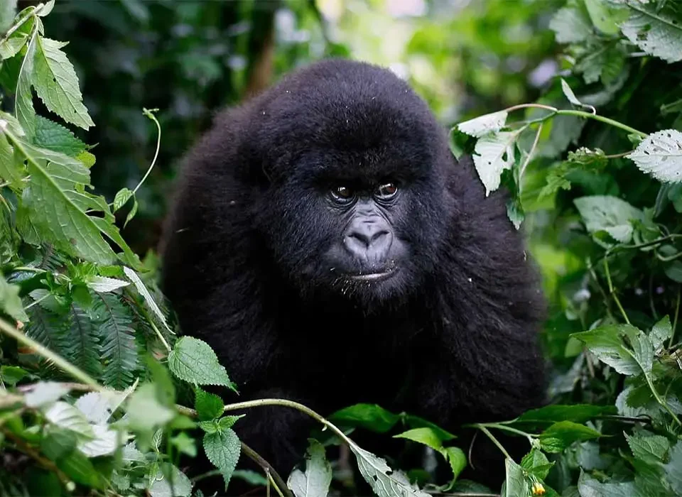 Booking Ruhija Gorilla Permits and Safari Holidays