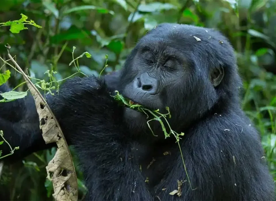 Booking the Rushaga Gorilla Permit and Safari Holidays