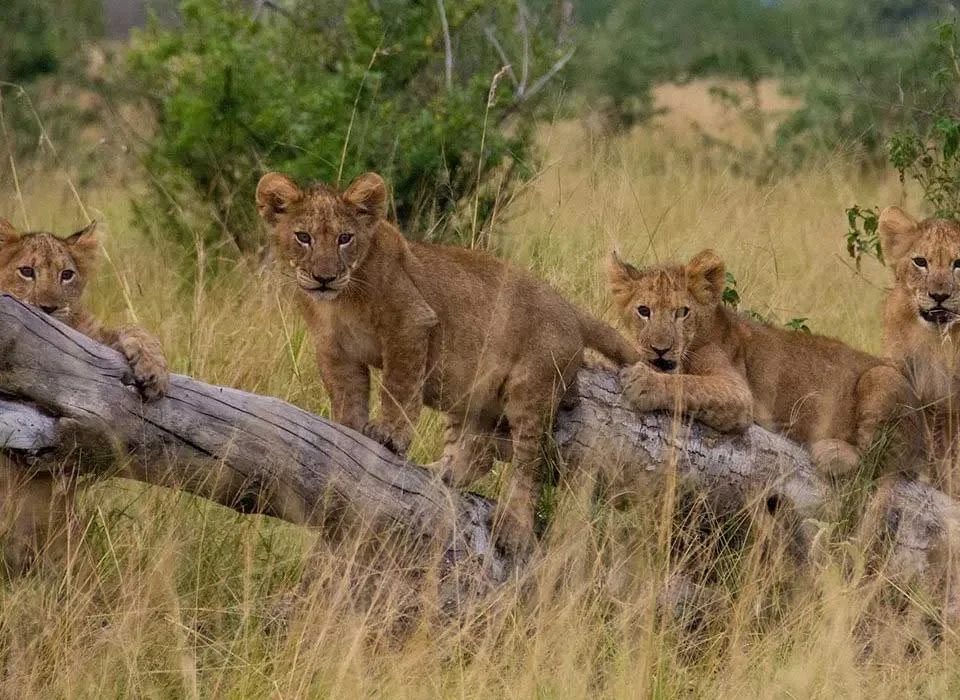 Game Drive Safaris in Queen Elizabeth National Park