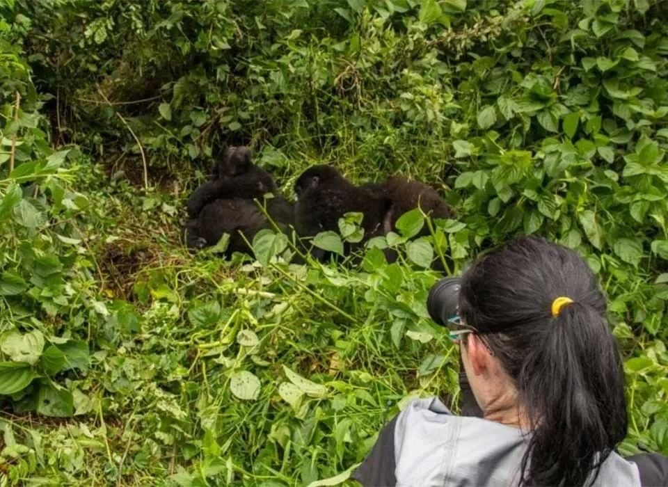 Gorilla Trekking vs. Gorilla Habituation in Uganda. Which one is the best choice?