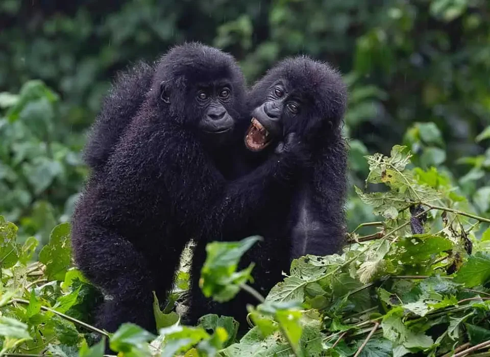 Gorilla trekking Experience in Volcanoes National Park