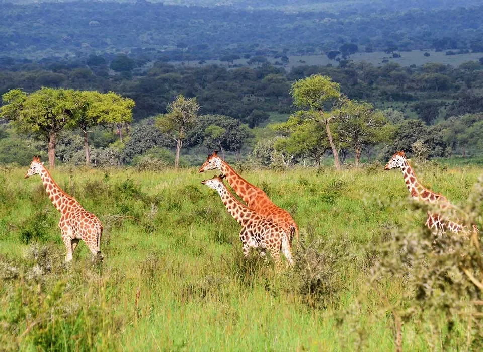 How to get to Kidepo Valley National Park
