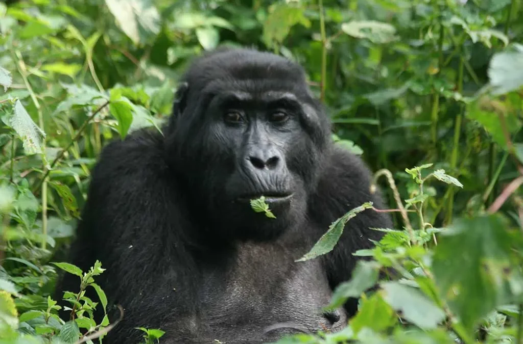 How to know that the Gorilla Permit in Uganda or Rwanda has been guaranteed