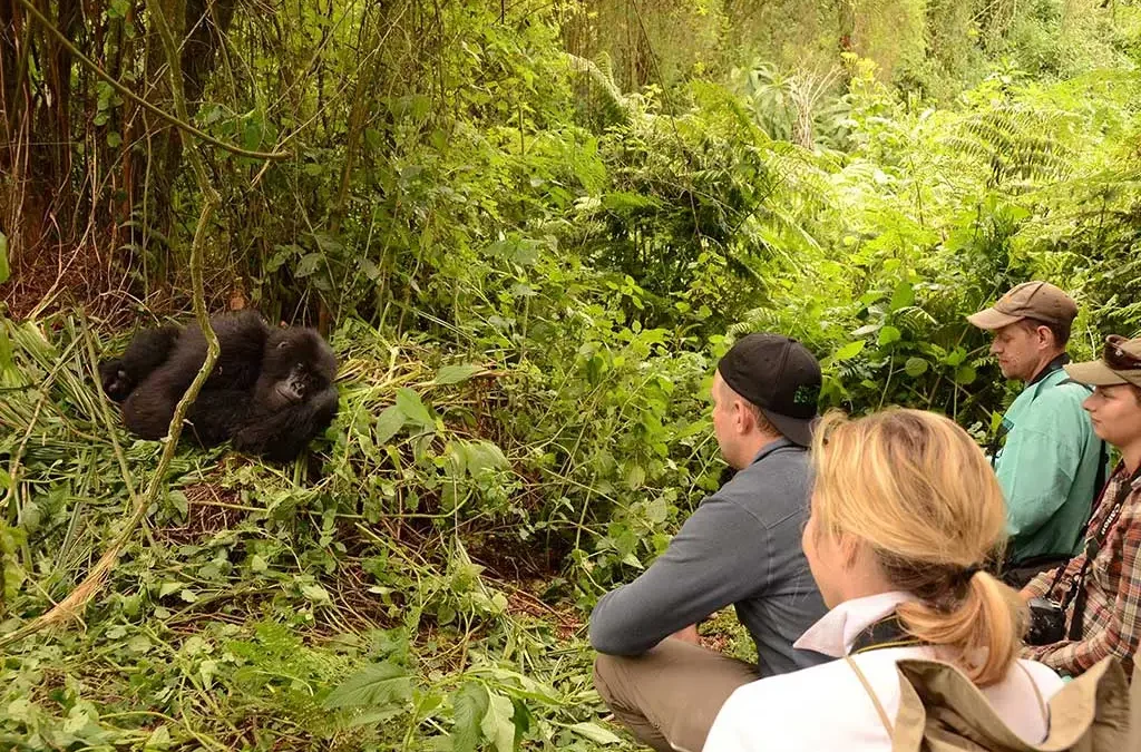 Is it guaranteed to see Gorillas in Uganda?