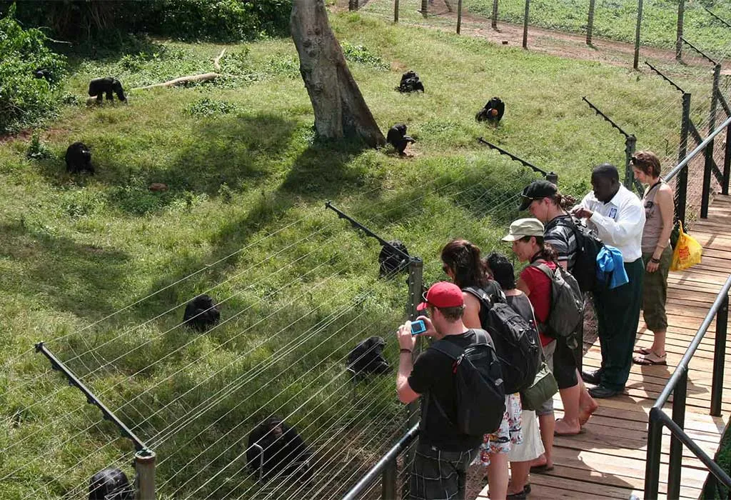 Ngamba Island Chimpanzee Sanctuary