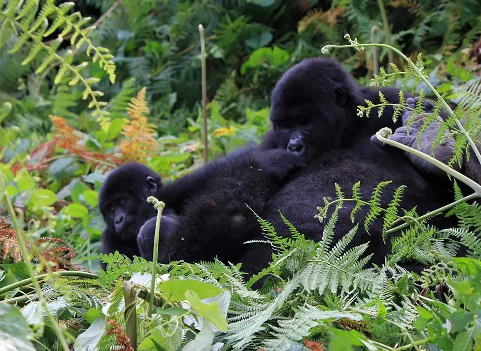 Planning a Gorilla trekking safari on Christmas in Rwanda and Uganda