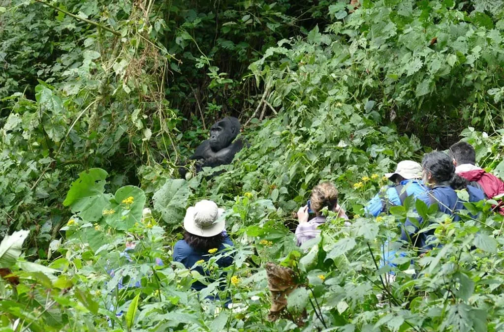 Planning a gorilla trekking holiday for your family in Uganda and Rwanda