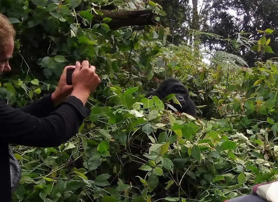 Possible Reasons for gorilla permit shortage in Uganda and Rwanda