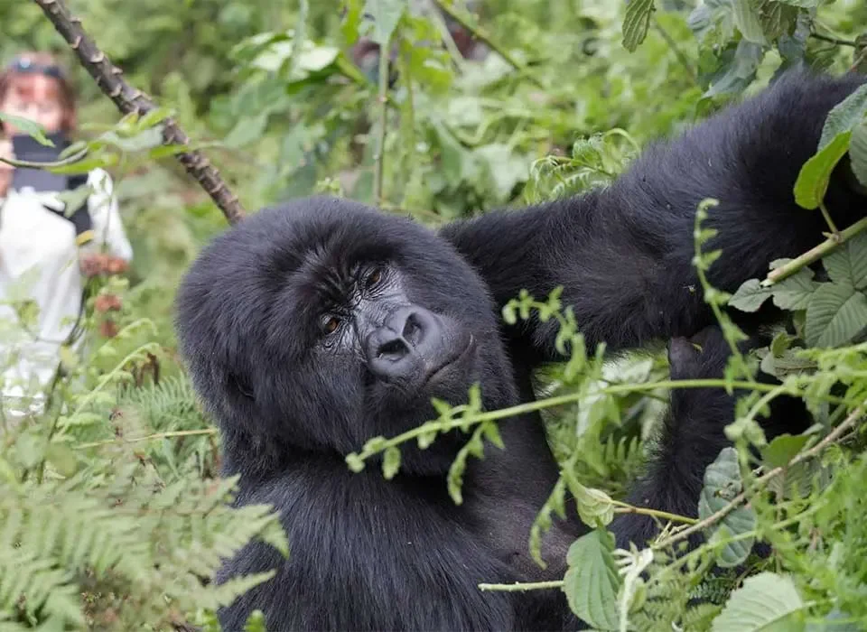 Private Gorilla Trekking in Uganda