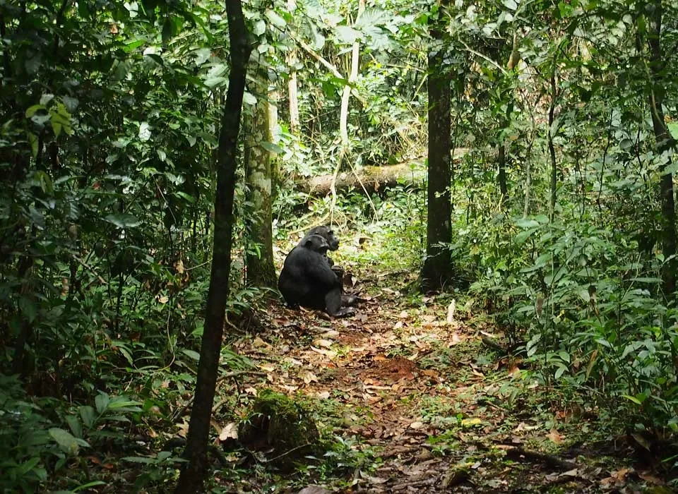 Reasons to Visit Kibale National Park