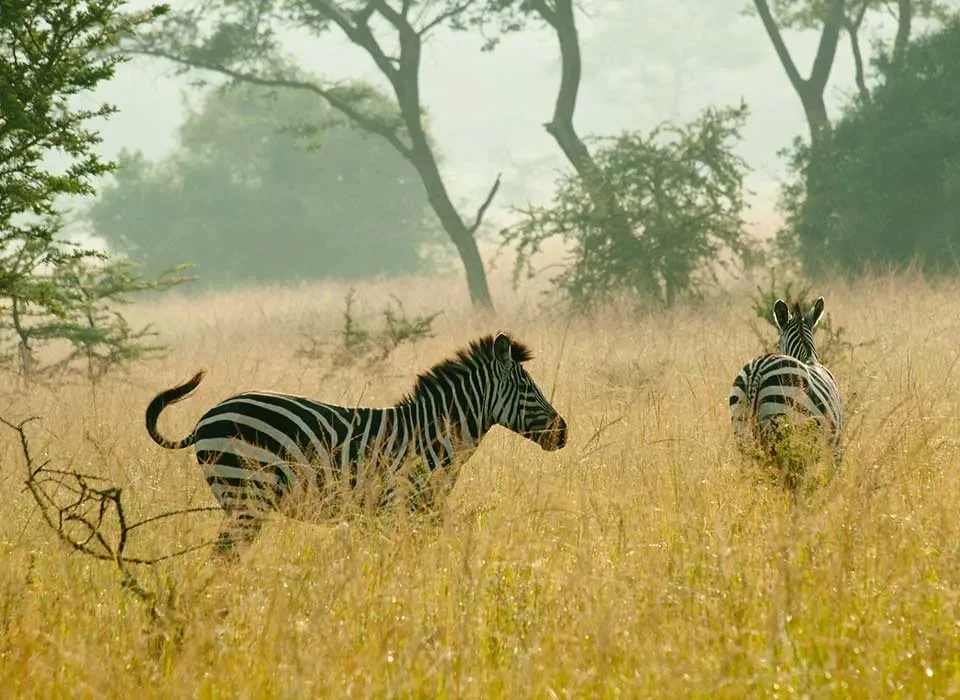 Reasons to visit Lake Mburo National Park