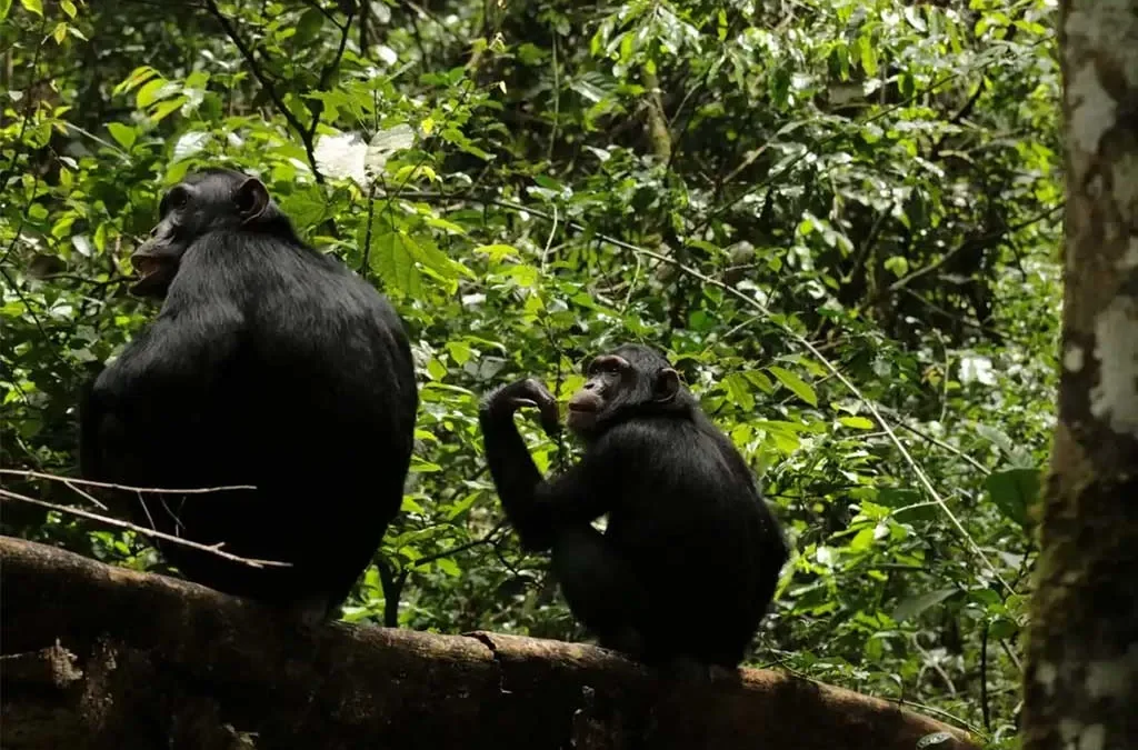 Rwanda Chimpanzee Trekking Safaris
