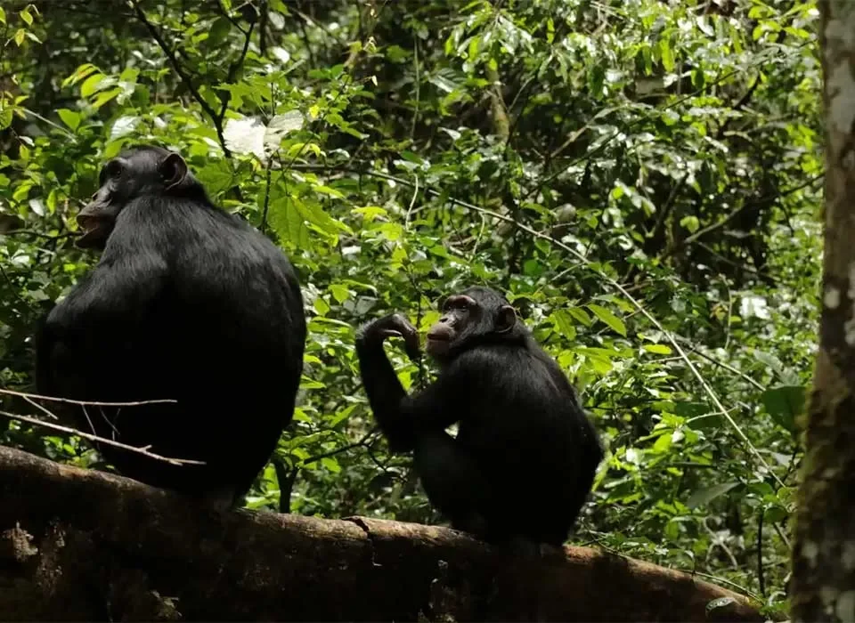 Rwanda Chimpanzee Trekking Safaris