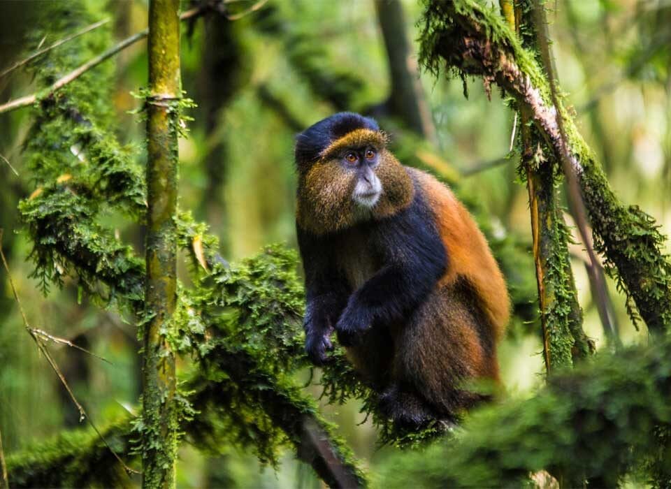 Rwanda Golden Monkey Trekking Safaris