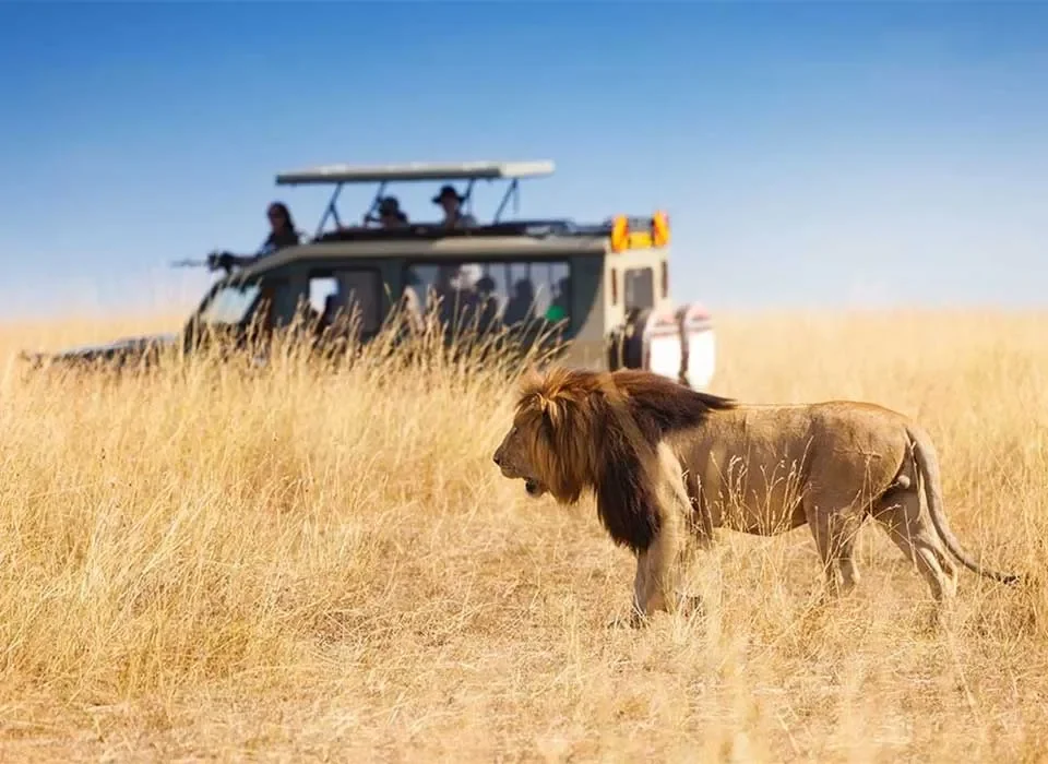Safari Game Drives in Masai Mara