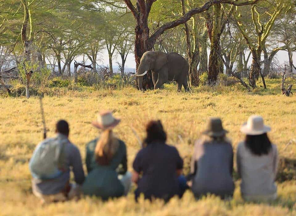 See the Big Five in Serengeti National Park