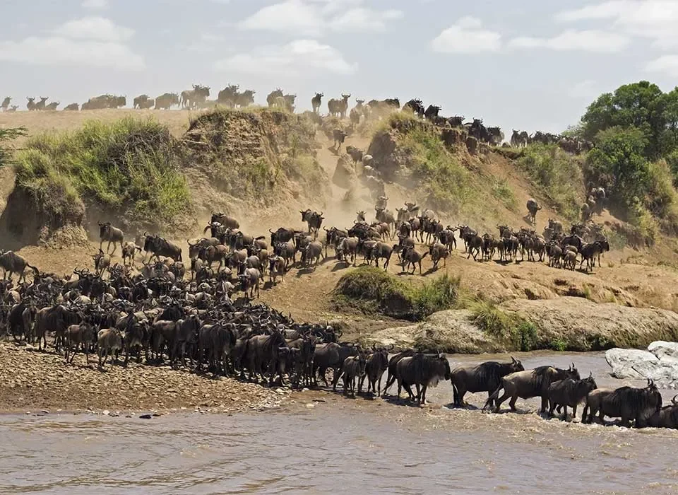 The Great Migration