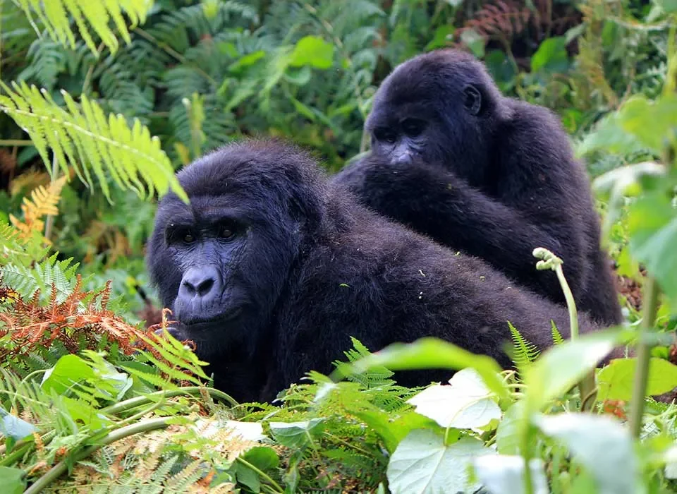 The Ultimate 16-Day Adventure Uganda, Rwanda and Congo Safari