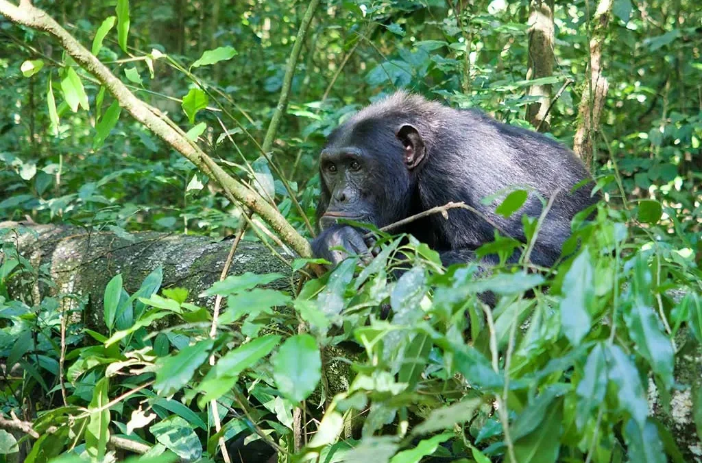 The cost of chimpanzee trekking adventure in Rwanda