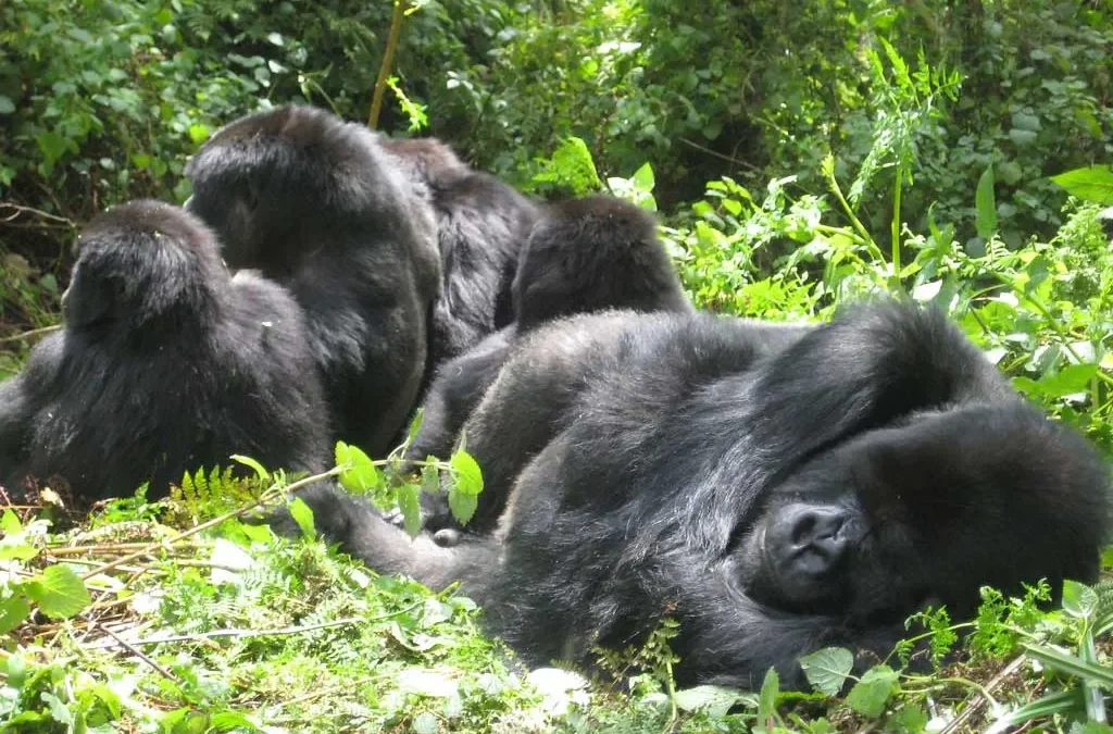The possibility of double Mountain gorillas trekking in Mgahinga National Park