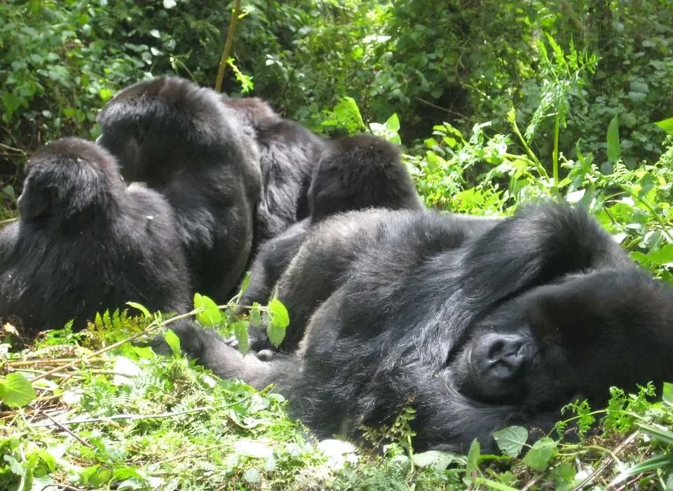 The possibility of double Mountain gorillas trekking in Mgahinga National Park