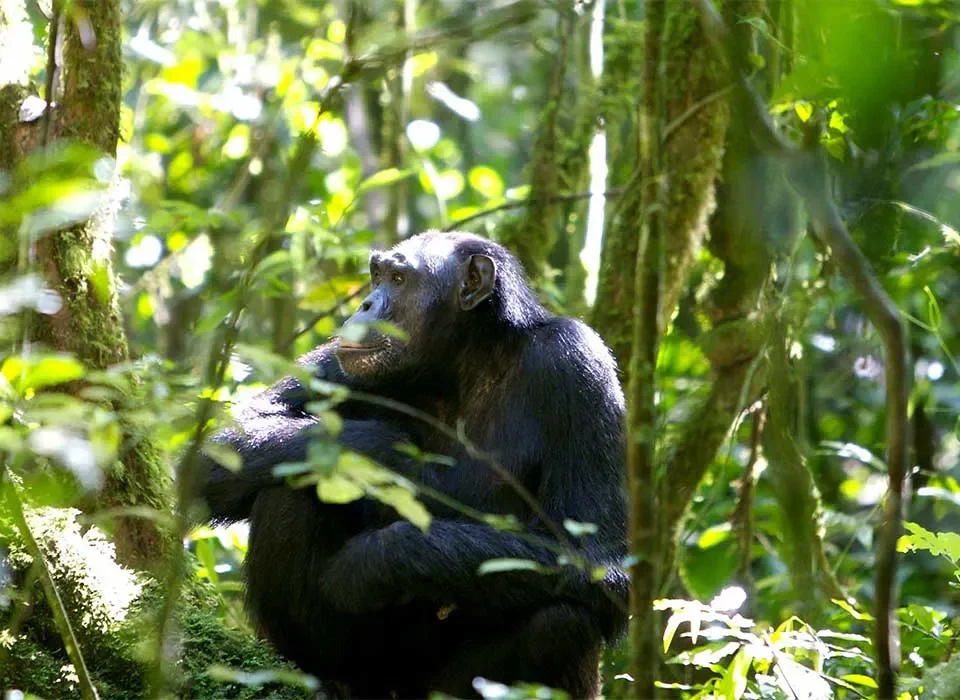 Top Activities to do in Nyungwe Forest National Park
