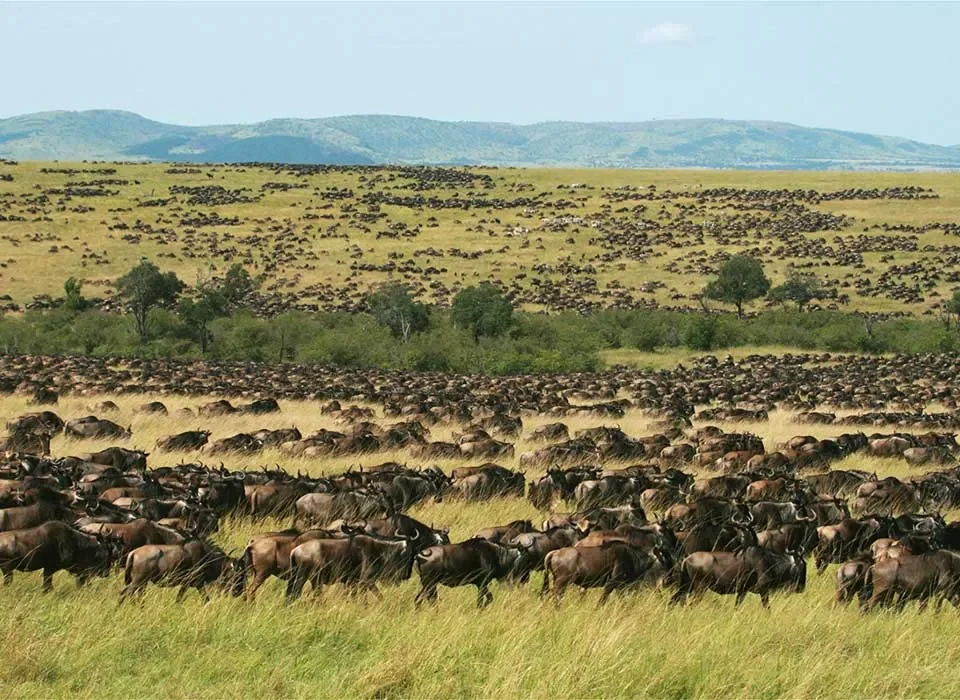 Top things to do in Masai Mara Game Reserve