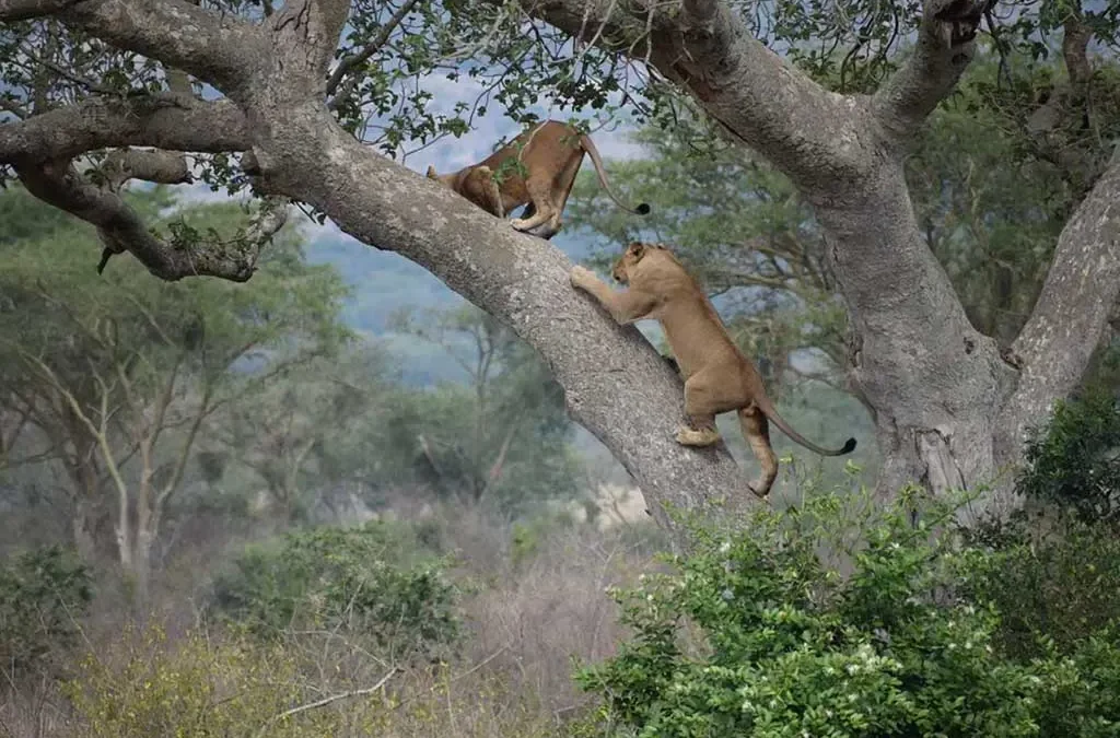 Tree Climbing Lions Safaris in Uganda
