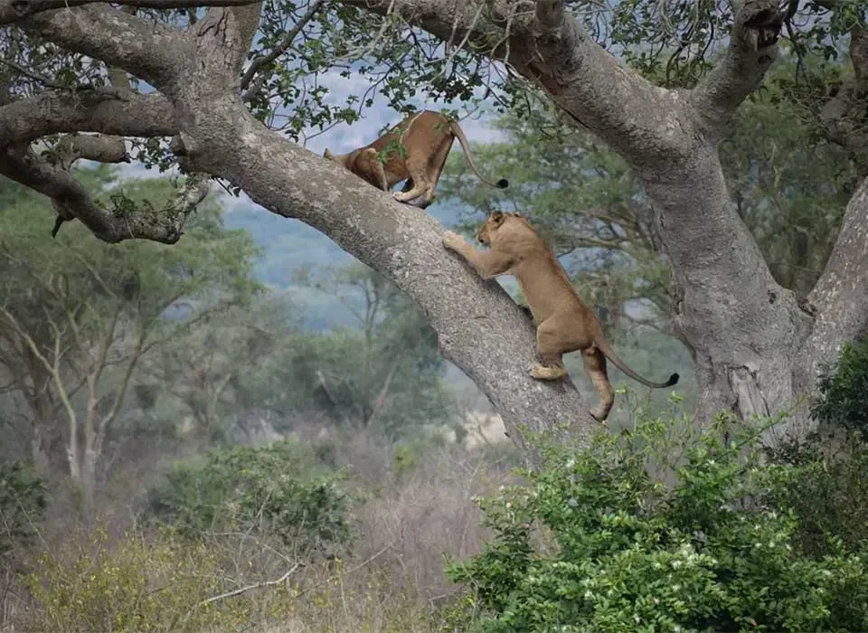 Tree Climbing Lions Safaris in Uganda