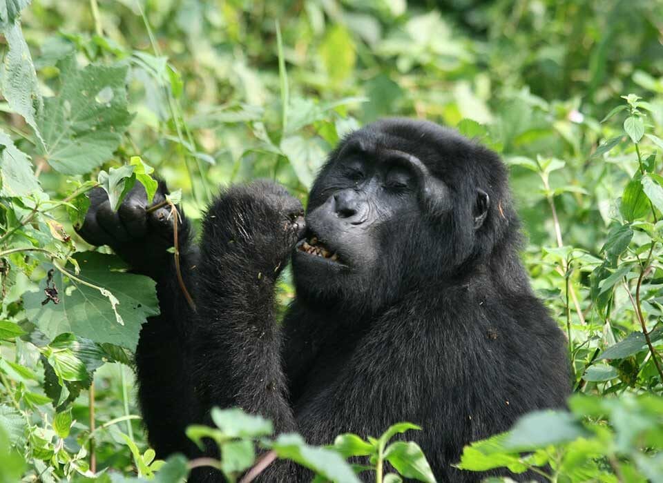 Uganda Gorilla Tours starting from Kigali-Rwanda in 2024-25