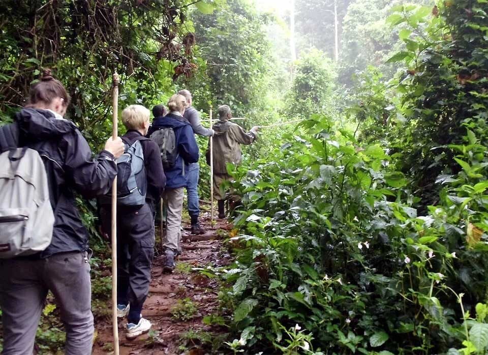 Walking Safari across Bwindi Impenetrable Forest