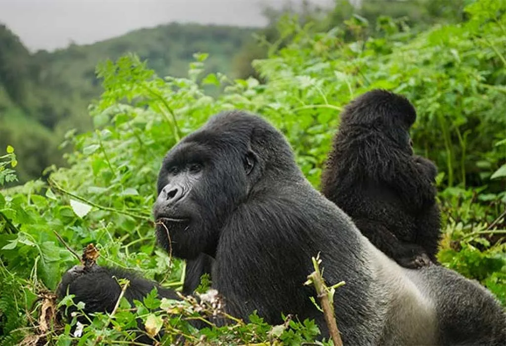 Watching Mountain Gorillas in Volcanoes National Park